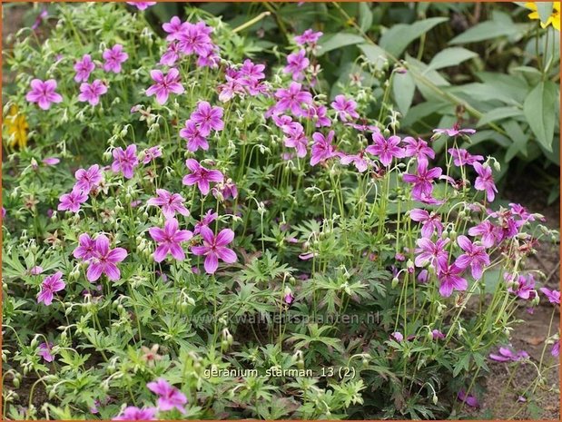 Geranium soboliferum 'Starman' | Ooievaarsbek