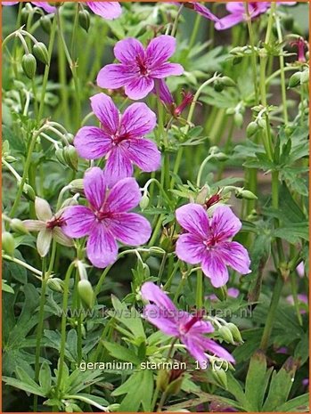 Geranium soboliferum 'Starman' | Ooievaarsbek