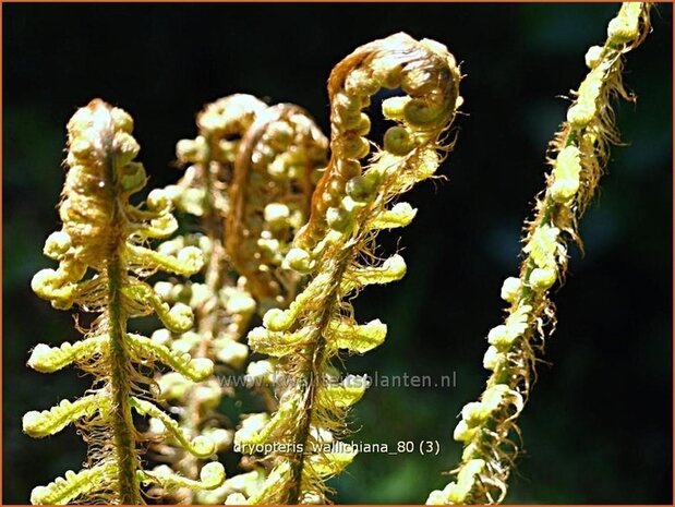 Dryopteris wallichiana | Zwartschubvaren, Nepalvaren