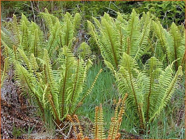 Dryopteris wallichiana | Zwartschubvaren, Nepalvaren