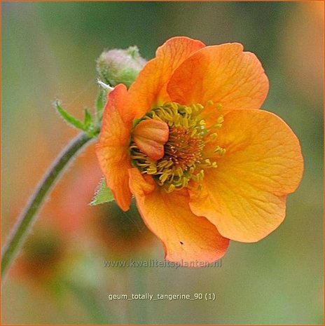 Geum 'Totally Tangerine' | Nagelkruid