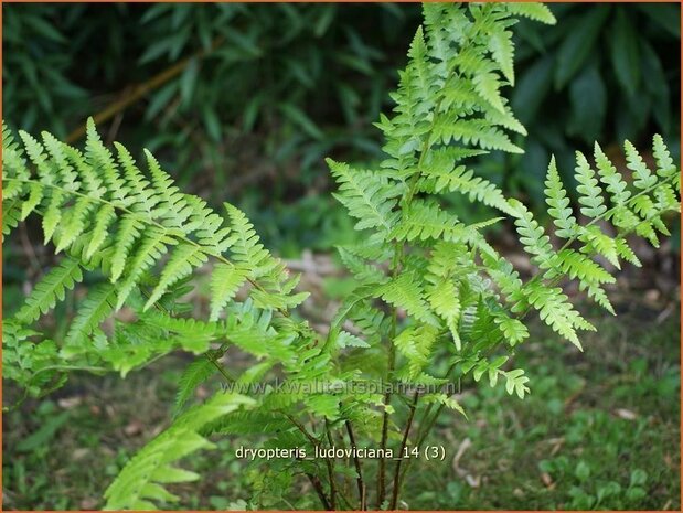 Dryopteris ludoviciana | Niervaren