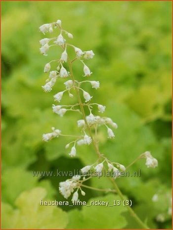 Heuchera 'Lime Rickey' | Purperklokje