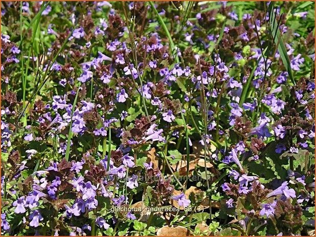 Glechoma hederacea | Hondsdraf, Kruip-door-de-tuin