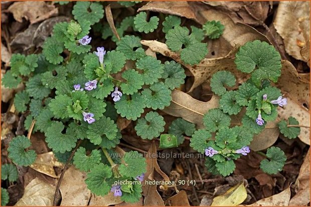 Glechoma hederacea | Hondsdraf, Kruip-door-de-tuin