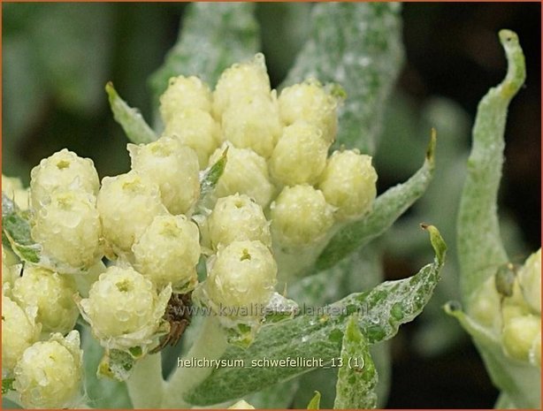 Helichrysum 'Schwefellicht' | Strobloem