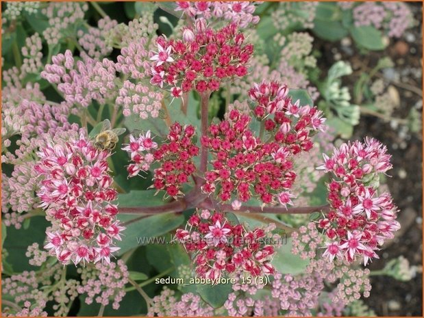 Sedum 'Abbeydore' | Hemelsleutel, Vetkruid