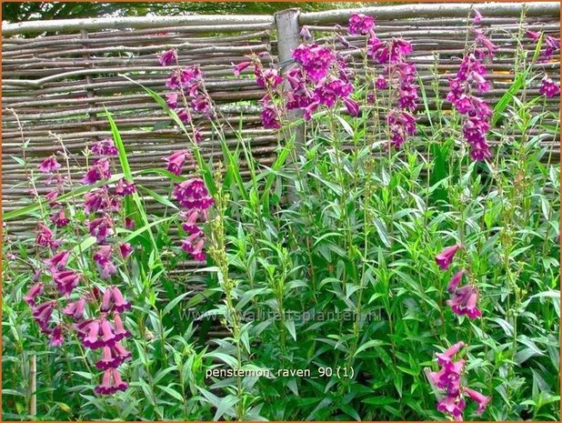 Penstemon 'Raven' | Schildpadbloem, Slangenkop