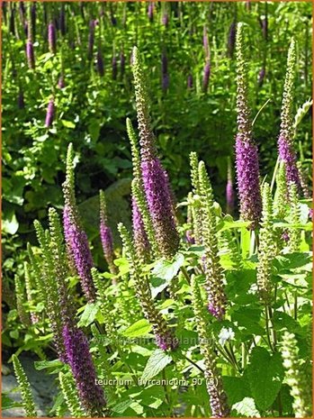 Teucrium hyrcanicum | Gamander