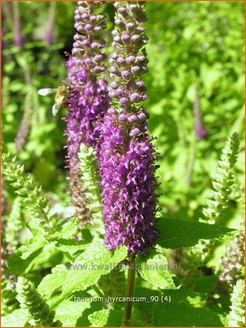 Teucrium hyrcanicum | Gamander