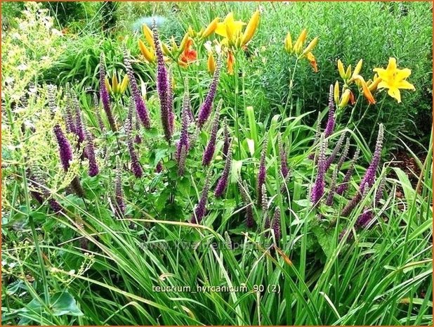 Teucrium hyrcanicum | Gamander