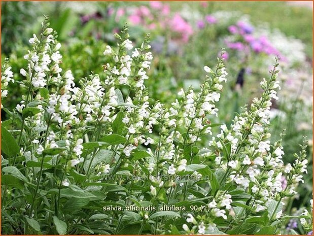 Salvia officinalis 'Albiflora' | Salie, Keukensalie