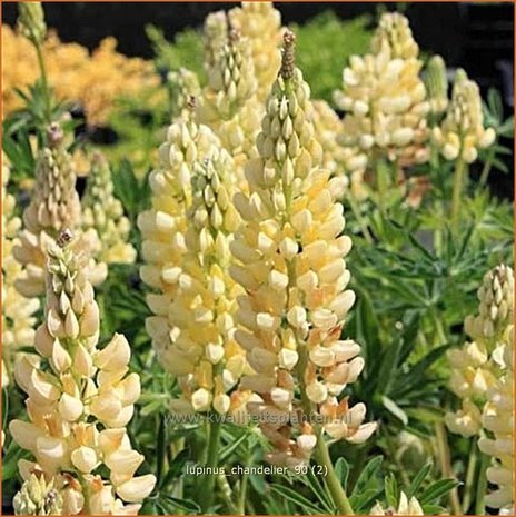 Lupinus 'Chandelier' | Lupine