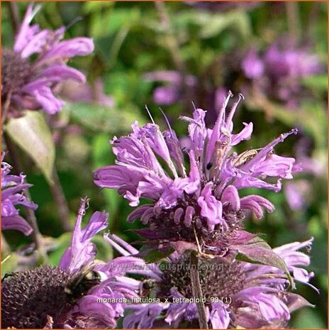 Monarda fistulosa x tetraploid | Bergamotplant