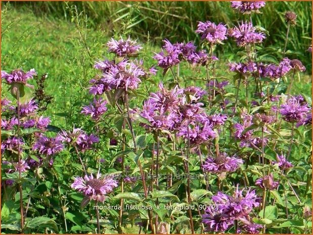 Monarda fistulosa x tetraploid | Bergamotplant