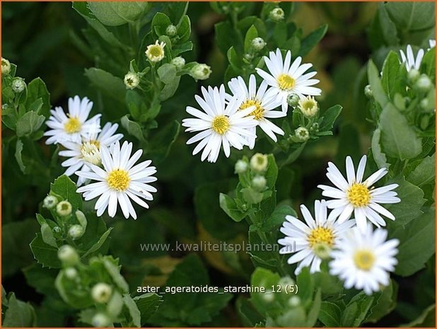 Aster ageratoides 'Starshine' | Aster