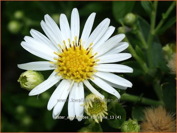 Aster ageratoides 'Starshine' | Aster