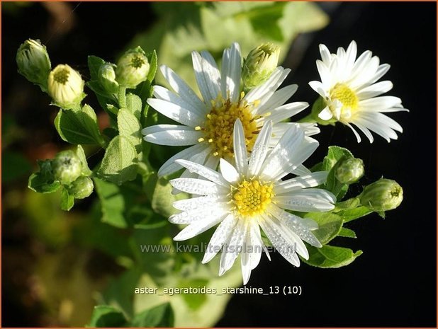 Aster ageratoides 'Starshine' | Aster