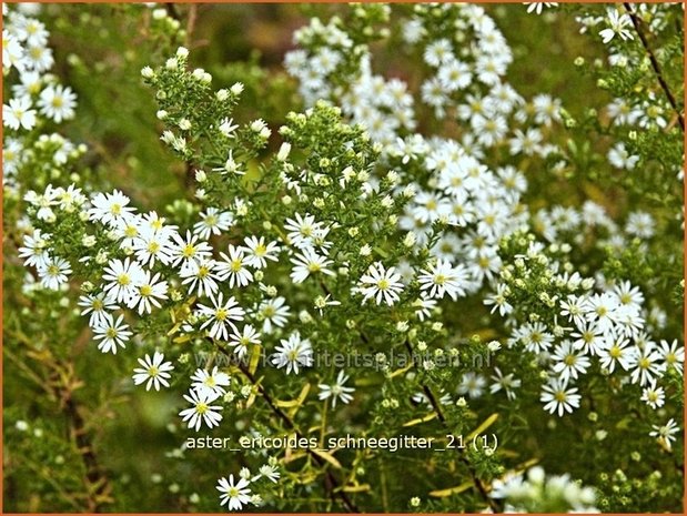 Aster ericoides &#39;Schneegitter&#39; | Heideaster, Sluieraster, Aster | Heide-Aster