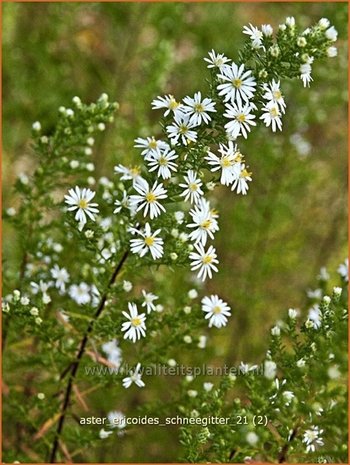 Aster ericoides &#39;Schneegitter&#39; | Heideaster, Sluieraster, Aster | Heide-Aster