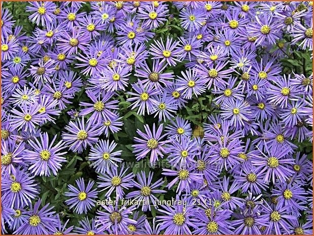 Aster frikartii 'Jungfrau' | Aster