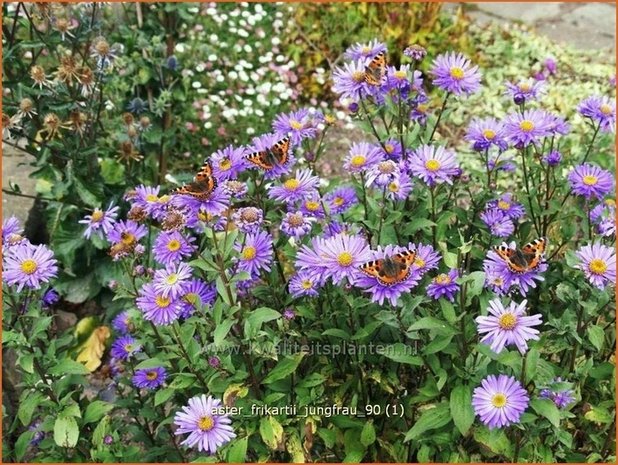 Aster frikartii 'Jungfrau' | Aster