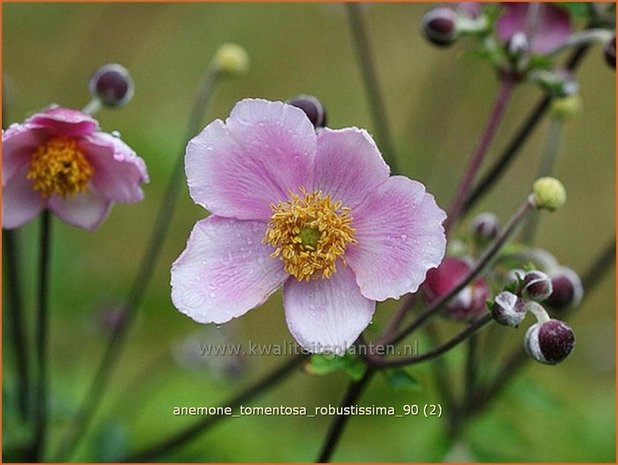 Anemone tomentosa 'Robustissima' | Anemoon, HerfstanemoonAnemone tomentosa 'Robustissima' | Anemoon