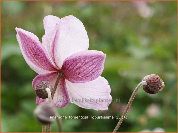 Anemone tomentosa 'Robustissima' | Anemoon, Herfstanemoon