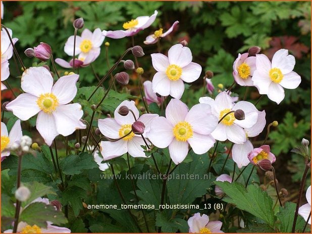 Anemone tomentosa 'Robustissima' | Anemoon, Herfstanemoon