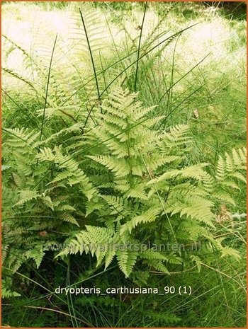 Dryopteris carthusiana | Smalle stekelvaren