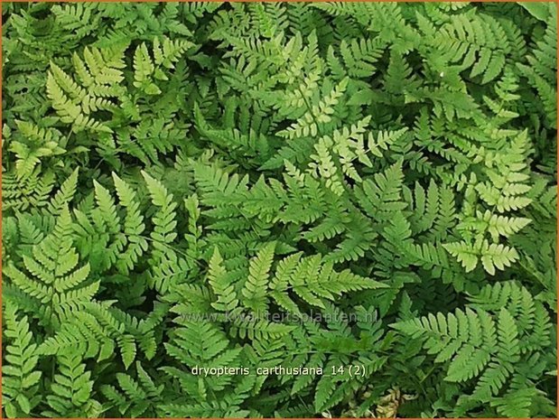 Dryopteris carthusiana | Smalle stekelvaren