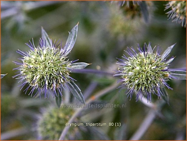 Eryngium tripartitum | Kruisdistel | Dreiteilige Mannstreu