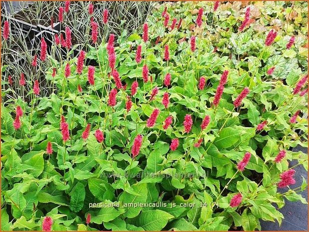 Persicaria amplexicaulis 'JS Calor' | Duizendknoop, Adderwortel