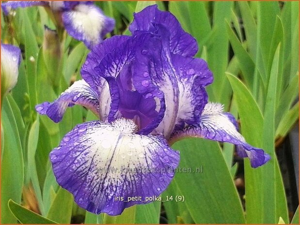 Iris 'Petit Polka' | Iris, Lis