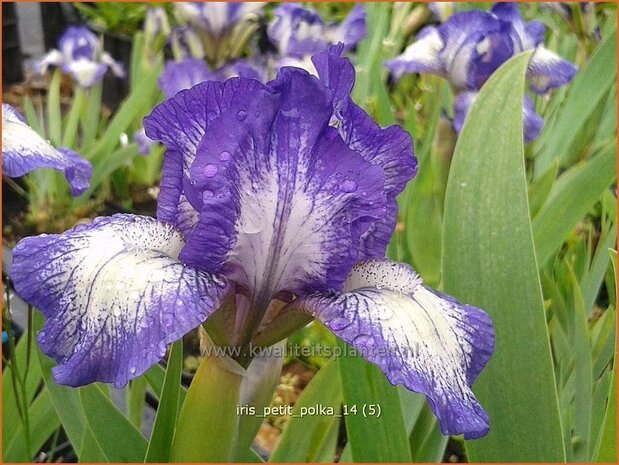 Iris 'Petit Polka' | Iris, Lis