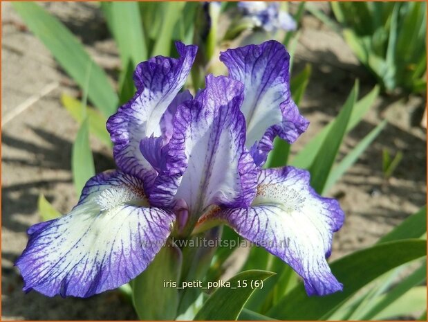 Iris 'Petit Polka' | Zwaardlelie, Iris, Lis