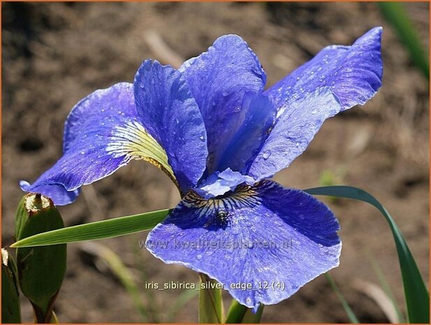 Iris sibirica 'Silver Edge' | Iris, Lis, Siberische iris