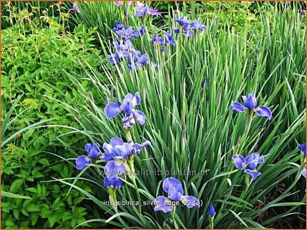 Iris sibirica 'Silver Edge' | Iris, Lis, Siberische iris