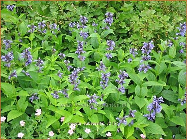 Nepeta subsessilis | Kattenkruid | Sitzende Katzenminze