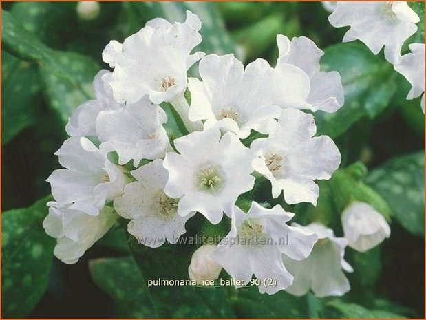 Pulmonaria 'Ice Ballet' | Longkruid