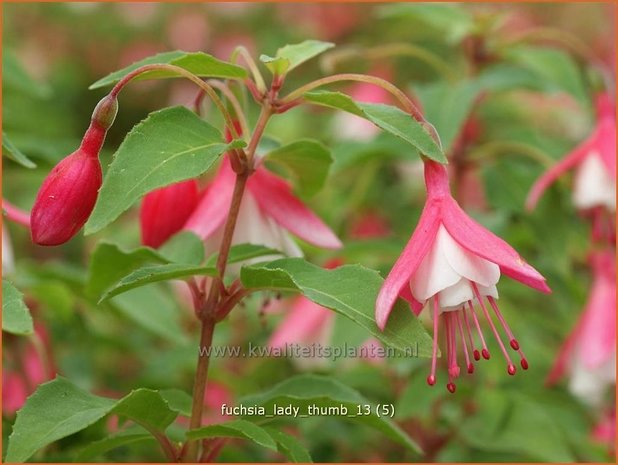 Fuchsia 'Lady Thumb' | Bellenplant