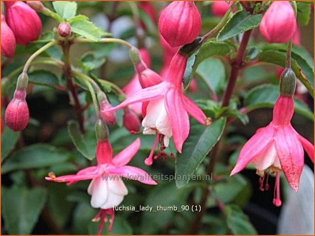 Fuchsia 'Lady Thumb' | Bellenplant