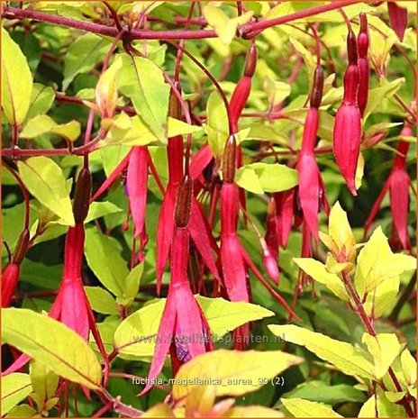 Fuchsia magellanica 'Aurea' | Bellenplant