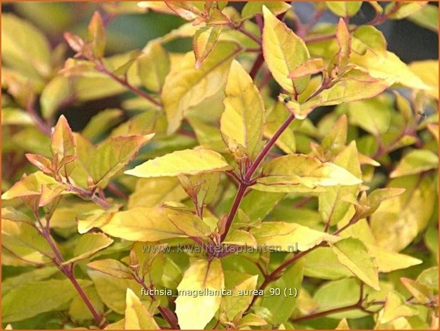 Fuchsia magellanica 'Aurea' | Bellenplant