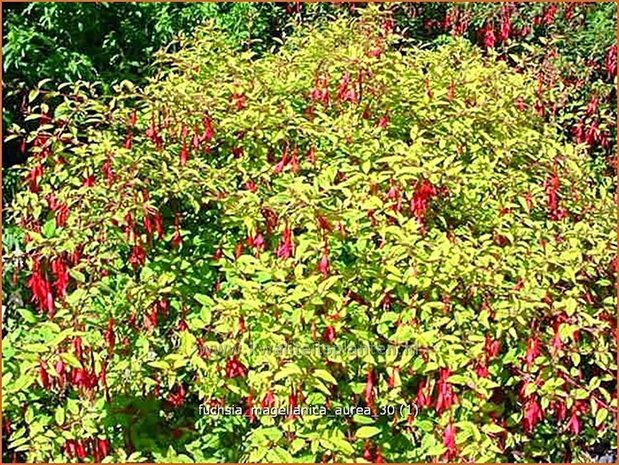 Fuchsia magellanica 'Aurea' | Bellenplant