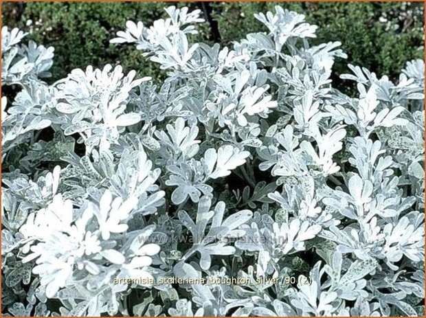 Artemisia stelleriana 'Boughton Silver' | Alsem, Bijvoet, Edelruit