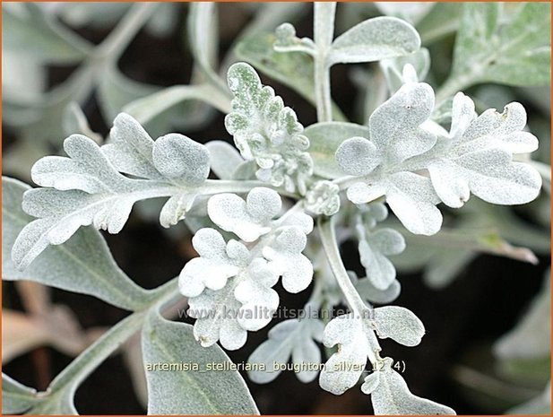 Artemisia stelleriana 'Boughton Silver' | Alsem, Bijvoet, Edelruit