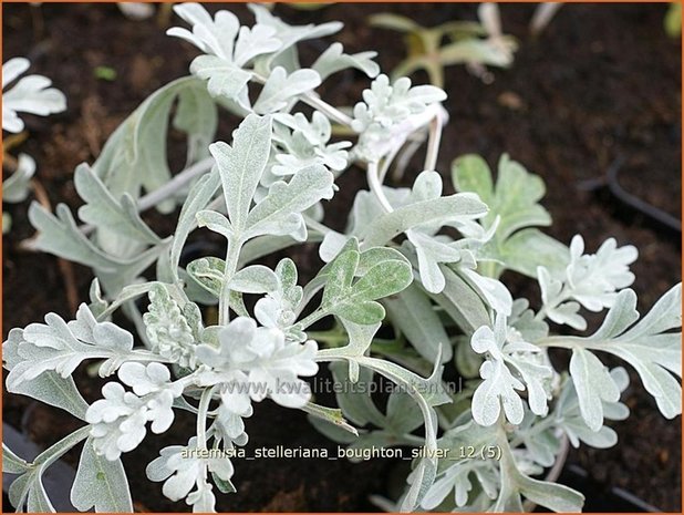 Artemisia stelleriana 'Boughton Silver' | Alsem, Bijvoet, Edelruit