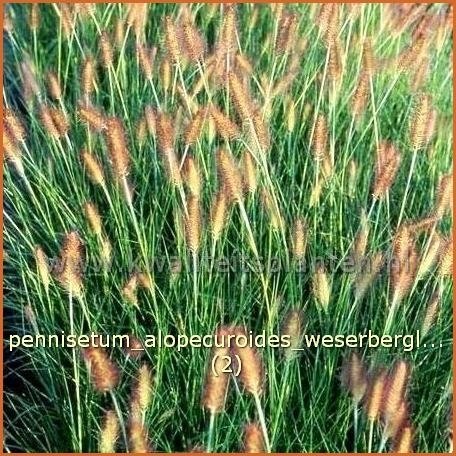 Pennisetum alopecuroides 'Weserbergland' | Lampenpoetsersgras