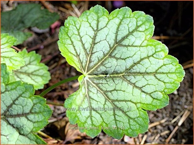 Heuchera 'Mint Frost' | Purperklokje